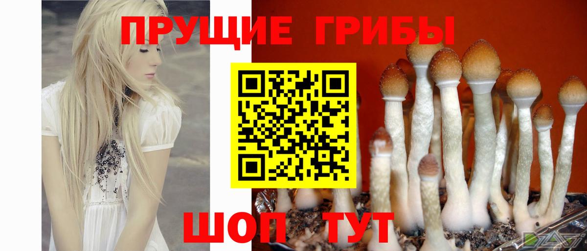 Псилоцибиновые грибы мицелий  Курган 